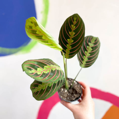 maranta fascinator tricolour prayer plant Maranta leuconeura 'Fascinator Tricolor'