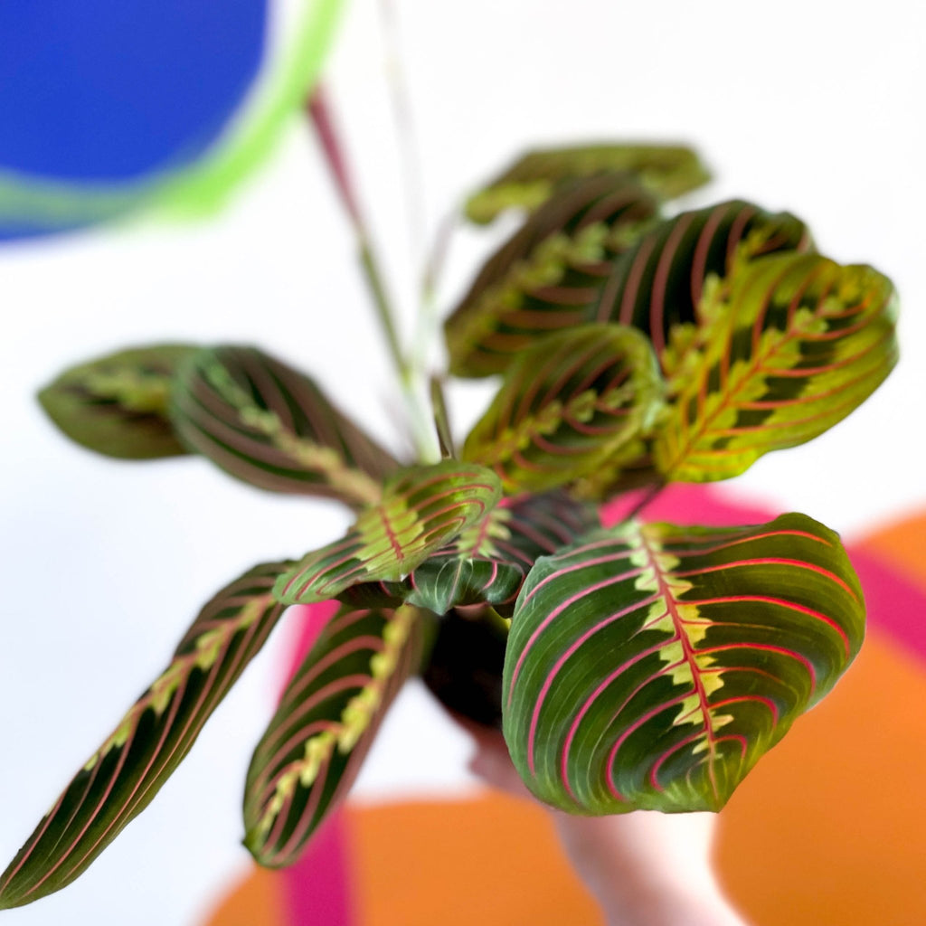 Prayer Plant - Maranta leuconeura 'Fascinator Tricolor' - Sprouts of Bristol