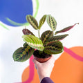 Prayer Plant - Maranta leuconeura 'Fascinator Tricolor' - Sprouts of Bristol