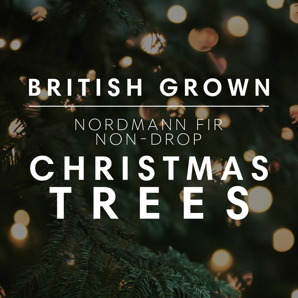 Premium Nordmann Fir Non-Drop Christmas Tree - UK Grown - Sprouts of Bristol