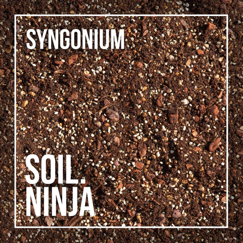 Premium Syngonium Soil Mix - Sprouts of Bristol