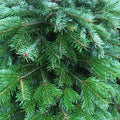 PREORDER - Premium Nordmann Fir Non-Drop Christmas Tree - UK Grown - Sprouts of Bristol