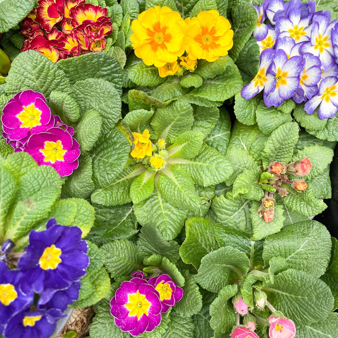 Primula vulgaris 'Husky' - English Primrose Lucky Dip Colour [British ...