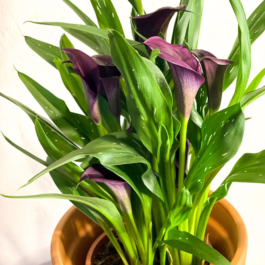 Purple Calla Lily - Zantedeschia 'Odessa' - Sprouts of Bristol