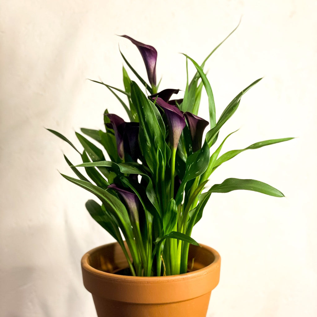 Purple Calla Lily - Zantedeschia 'Odessa' - Sprouts of Bristol