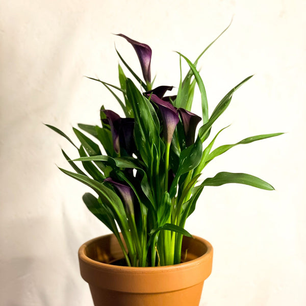 zantedeschia house plants Zantedeschia 'Odessa'