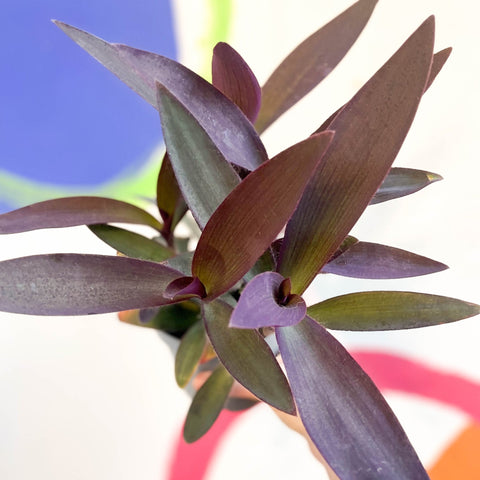 Purple Inch Plant - Tradescantia pallida 'Purpurea' - Welsh Grown - Sprouts of Bristol