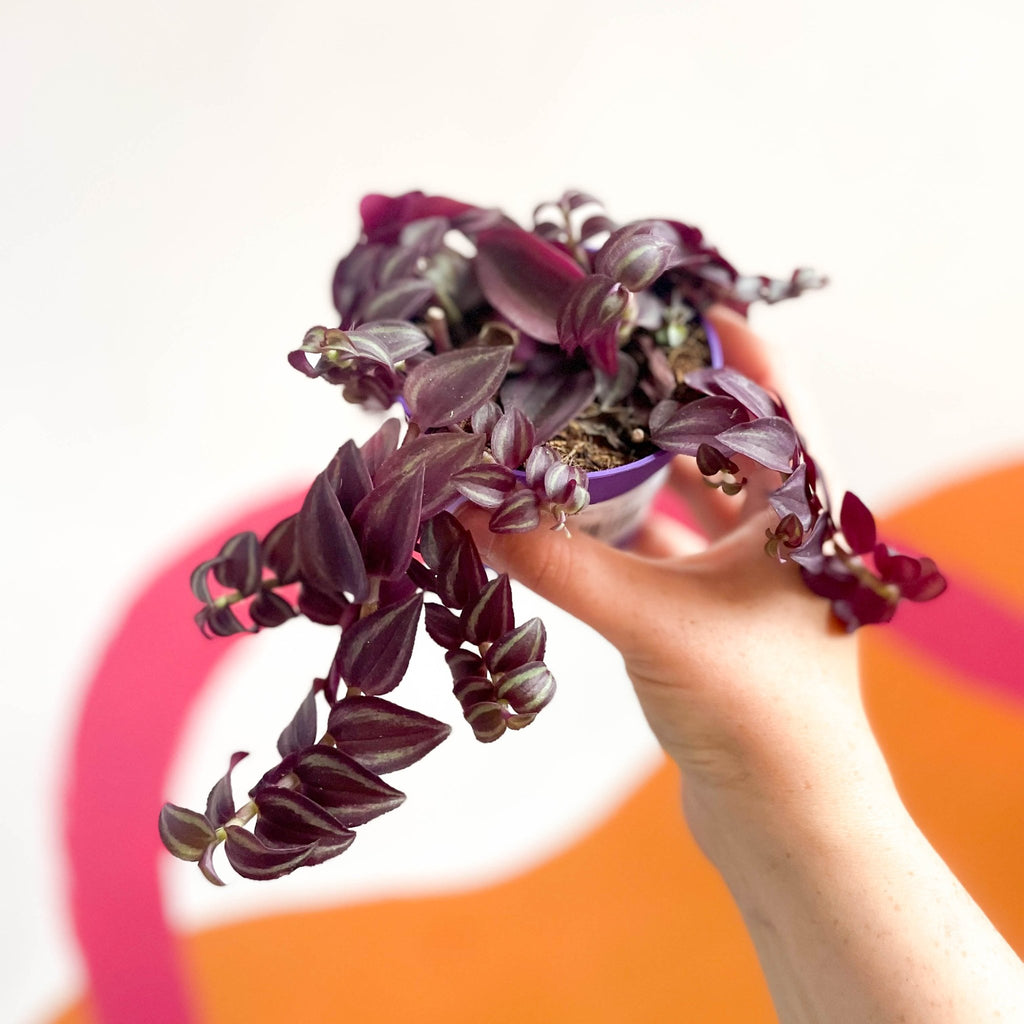 Purple Inch Plant - Tradescantia 'Purple Passion' - Sprouts of Bristol