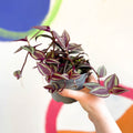 Purple Inch Plant - Tradescantia 'Purple Passion' - Welsh Grown - Sprouts of Bristol