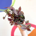 Purple Inch Plant - Tradescantia 'Purple Passion' - Welsh Grown - Sprouts of Bristol