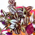 Purple Inch Plant- Tradescantia zebrina 'Violet Hill' - Sprouts of Bristol