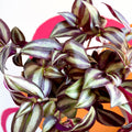 Purple Inch Plant- Tradescantia zebrina 'Violet Hill' - Sprouts of Bristol
