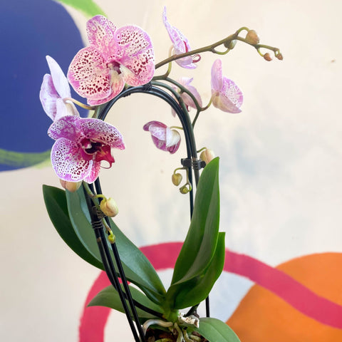 Purple & Pink Moth Orchid - Phalaenopsis 'New Wave' - Sprouts of Bristol