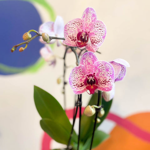 Purple & Pink Moth Orchid - Phalaenopsis 'New Wave' - Sprouts of Bristol