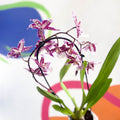 Purple & White Cambria Orchid - x Colmanara - Sprouts of Bristol