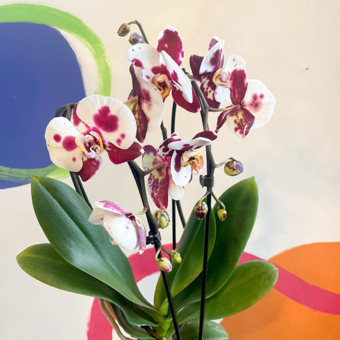 Purple & White Moth Orchid - Phalaenopsis 'Polka Dots' - Sprouts of Bristol