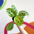 rabbit foot prayer plant Maranta leuconeura 'Kerchoveana'