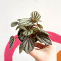 Radiator Plant - Peperomia albovittata 'Piccolo Banda' - Sprouts of Bristol