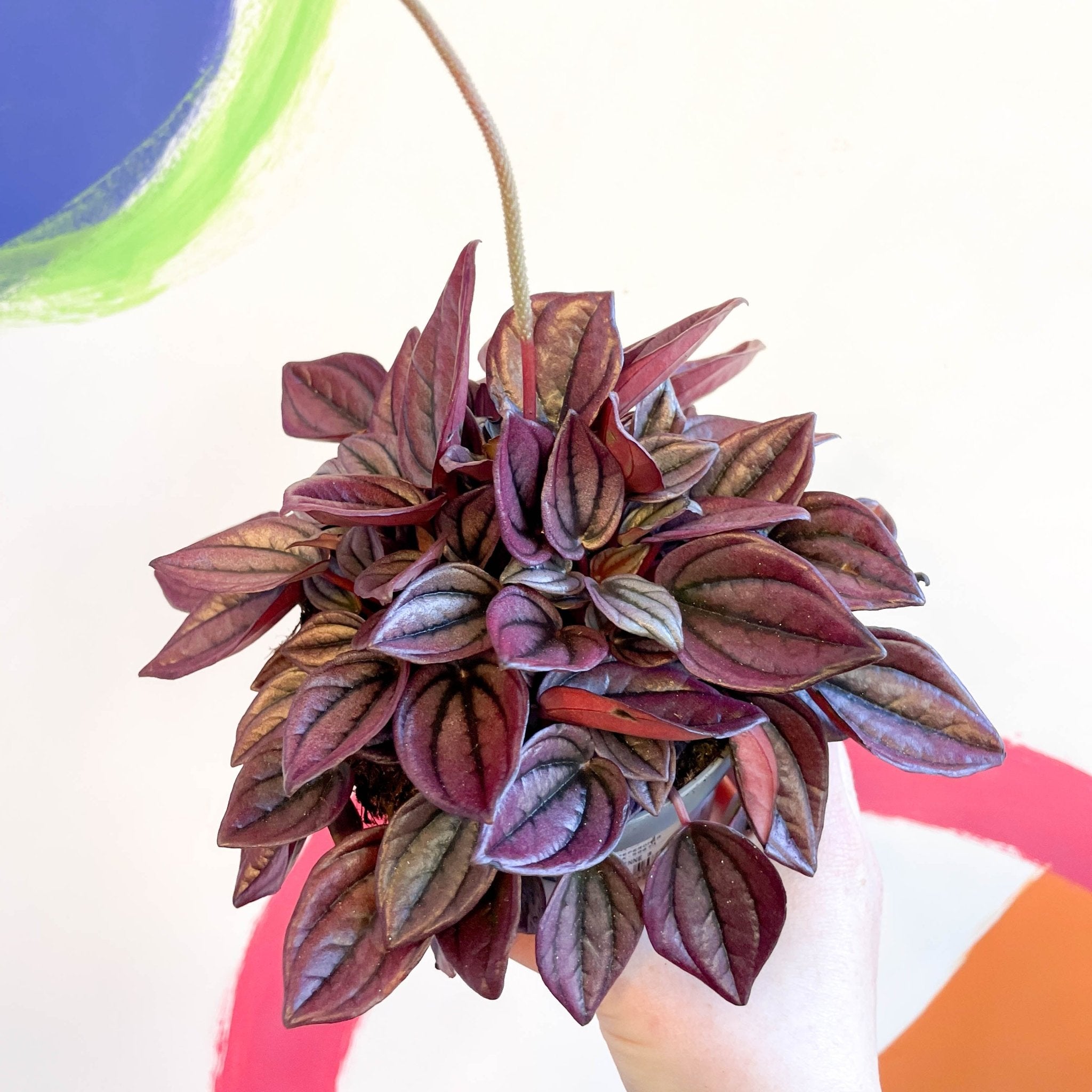 Radiator Plant - Peperomia caperata 'Cayenne' – Sprouts of Bristol