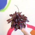 Radiator Plant - Peperomia caperata 'Cayenne' - Sprouts of Bristol