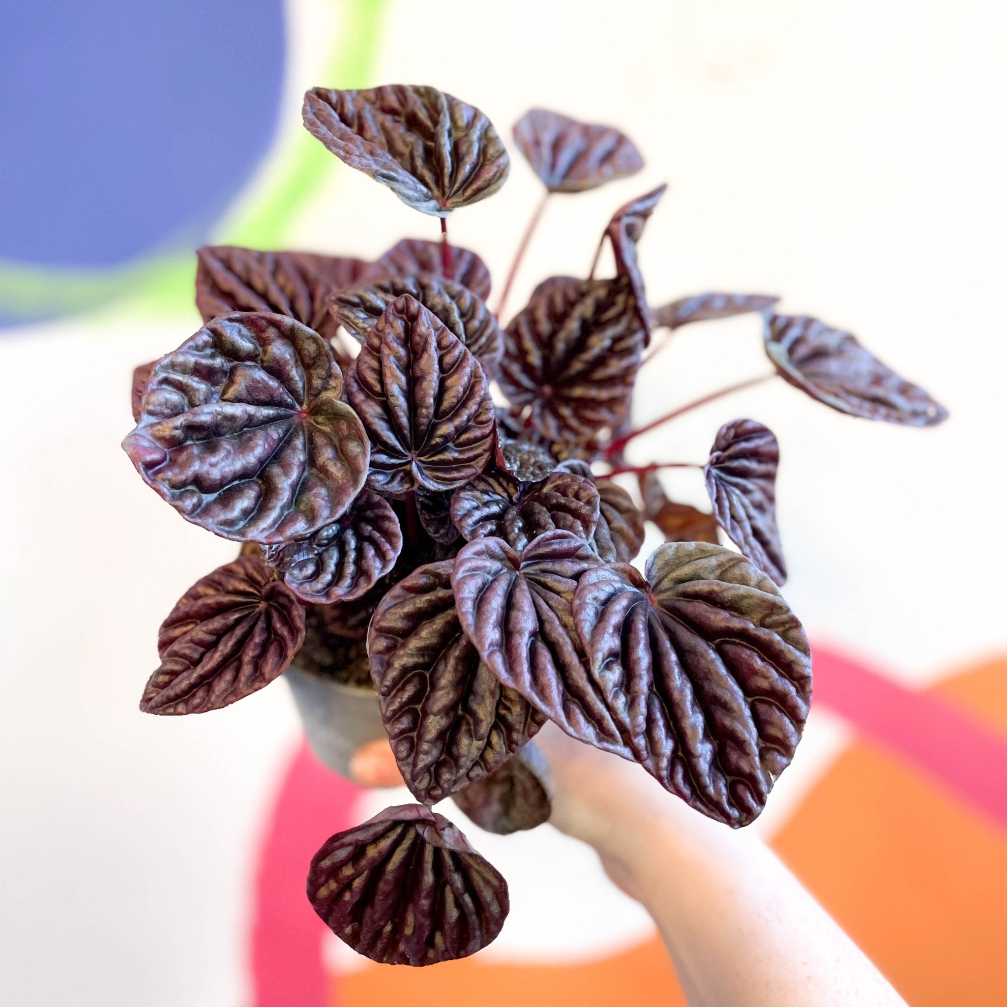 Radiator Plant - Peperomia caperata 'Red Luna' – Sprouts of Bristol
