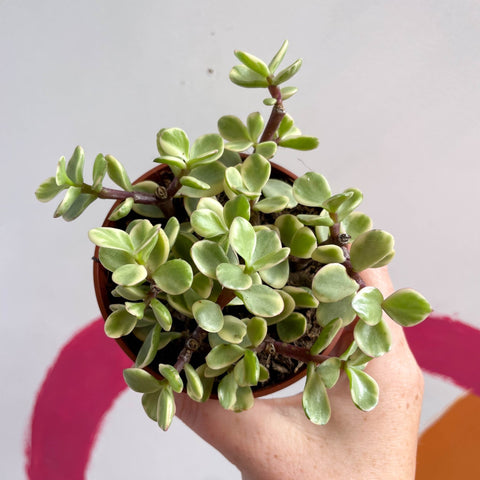 portulacaria afra toxic to dogs Portulacaria afra 'Variegata' – Variegated Elephant Bush – Sprouts of Bristol