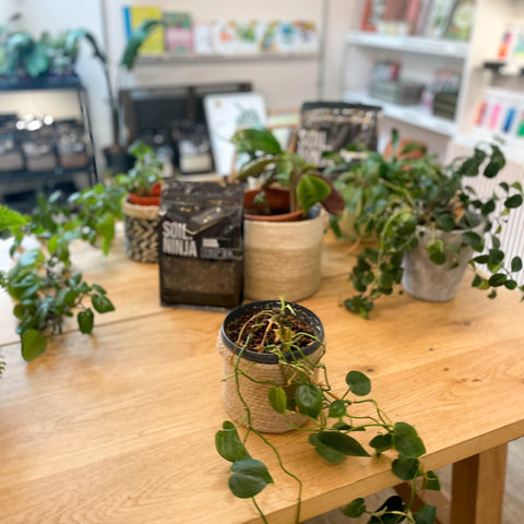 plant potting service Re-potting Service – Sprouts of Bristol
