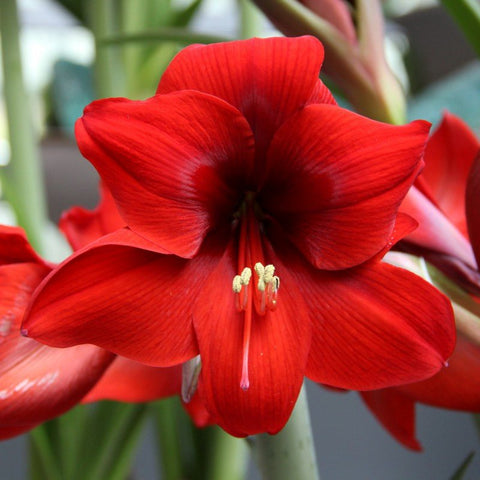 Red Amaryllis - Hippeastrum 'Red Lion' [Jumbo Bulb] - Sprouts of Bristol