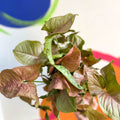 Red Arrowhead Vine - Syngonium podophyllum - British Grown - Sprouts of Bristol