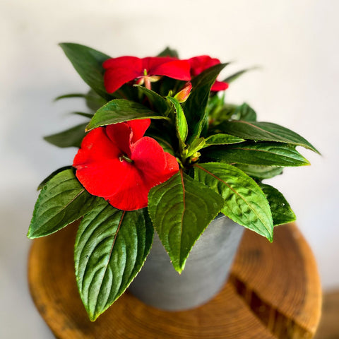 busy lizzie indoor plant Red Busy Lizzie