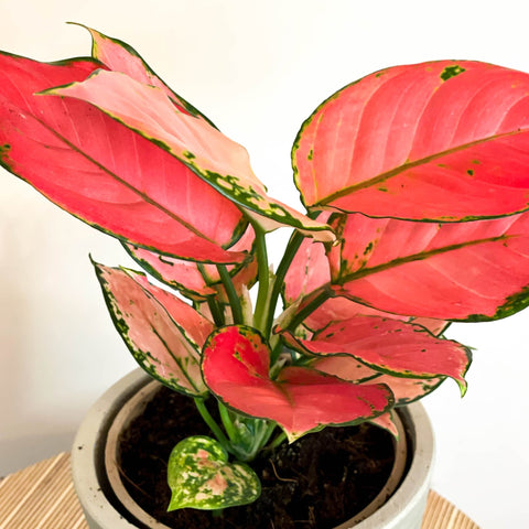 aglaonema super red star Aglaonema 'Red Star'