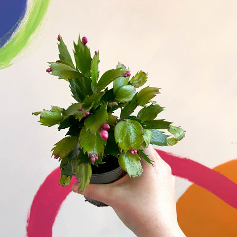 Red Christmas Cactus - Schlumbergera - Sprouts of Bristol