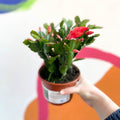 Red Christmas Cactus - Schlumbergera truncata 'Caribbean Dancer' - British Grown - Sprouts of Bristol