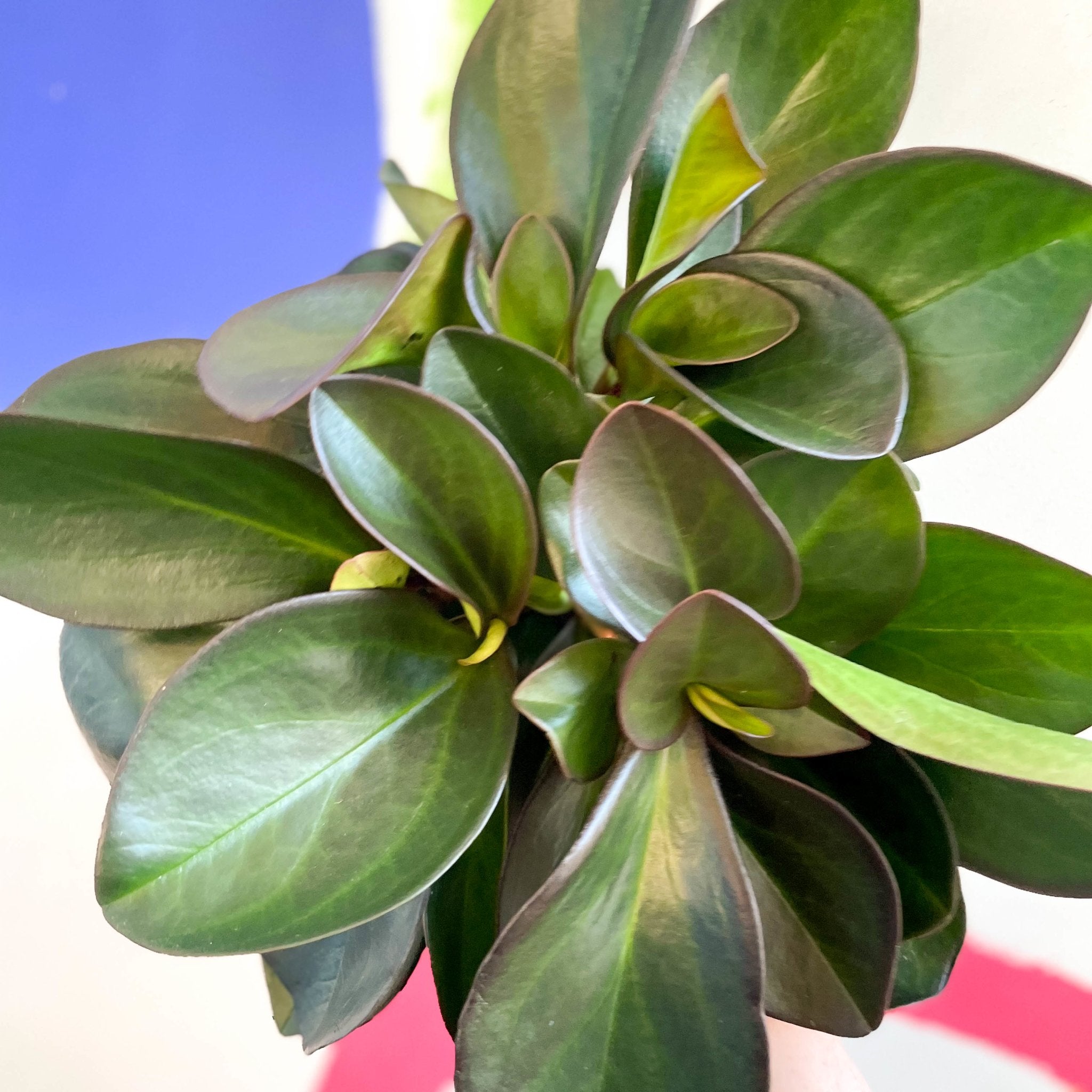 Red Radiator Plant Red Edged Radiator Plant - Peperomia clusifolia 'Red Margin' – Sprouts ...