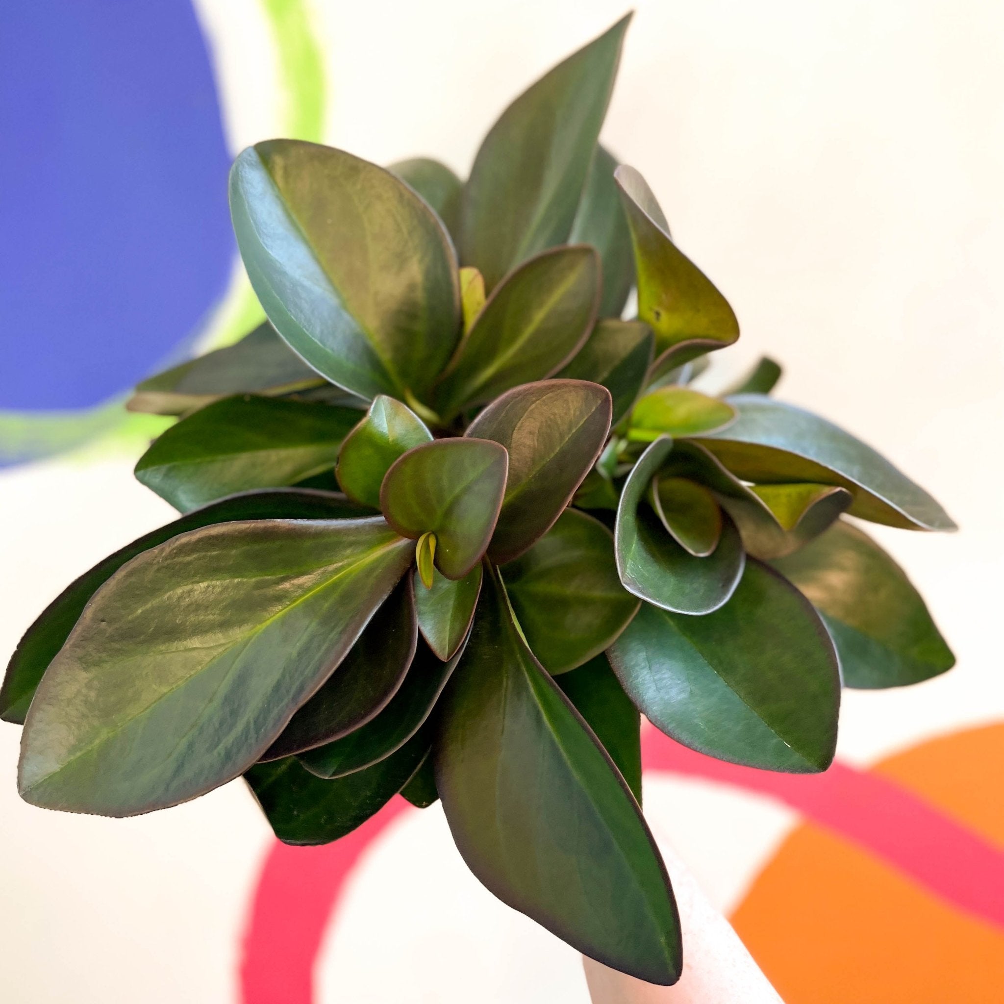 Red Radiator Plant Red Edged Radiator Plant - Peperomia clusifolia 'Red Margin' – Sprouts ...
