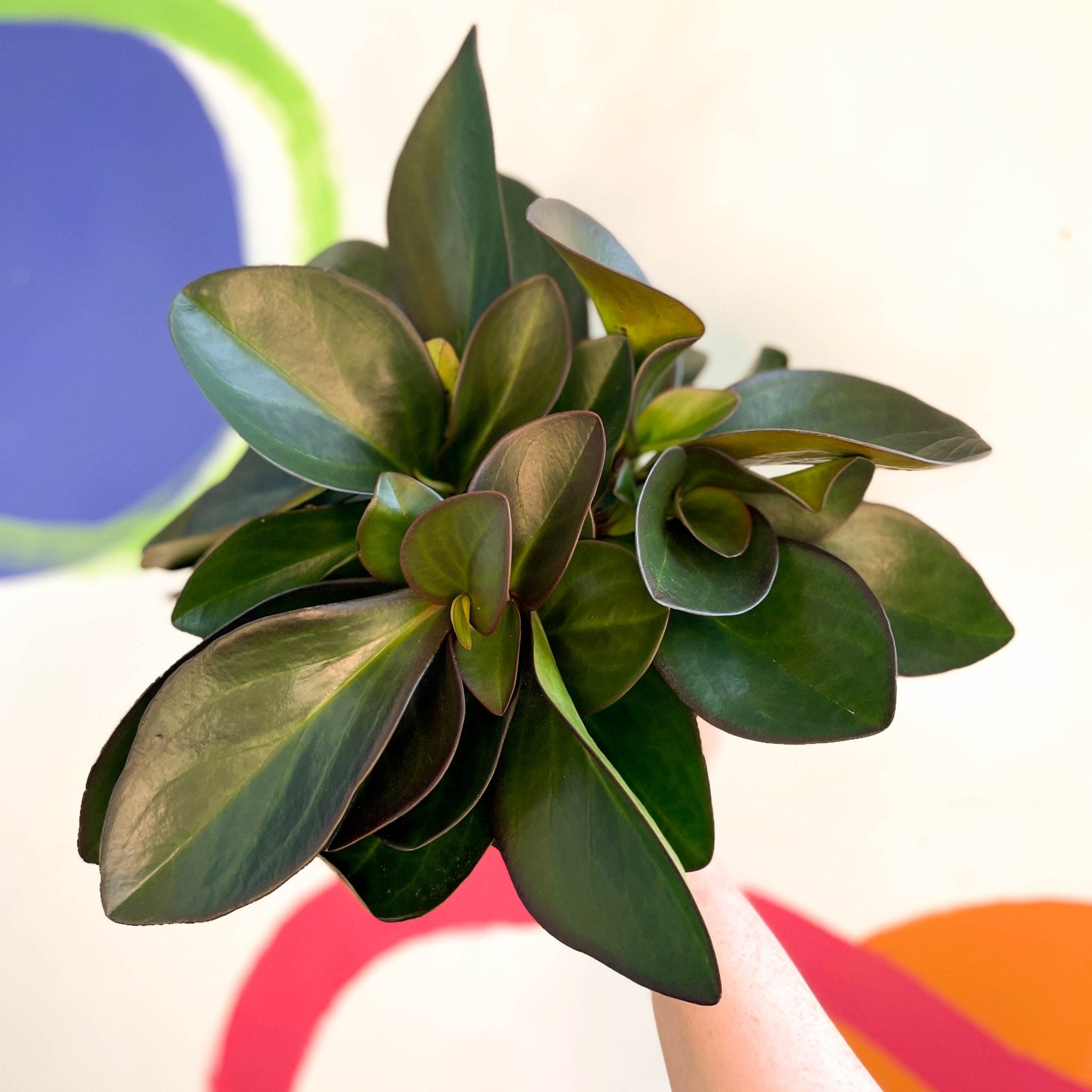 Red Edged Radiator Plant - Peperomia clusiifolia 'Red Margin' – Sprouts ...