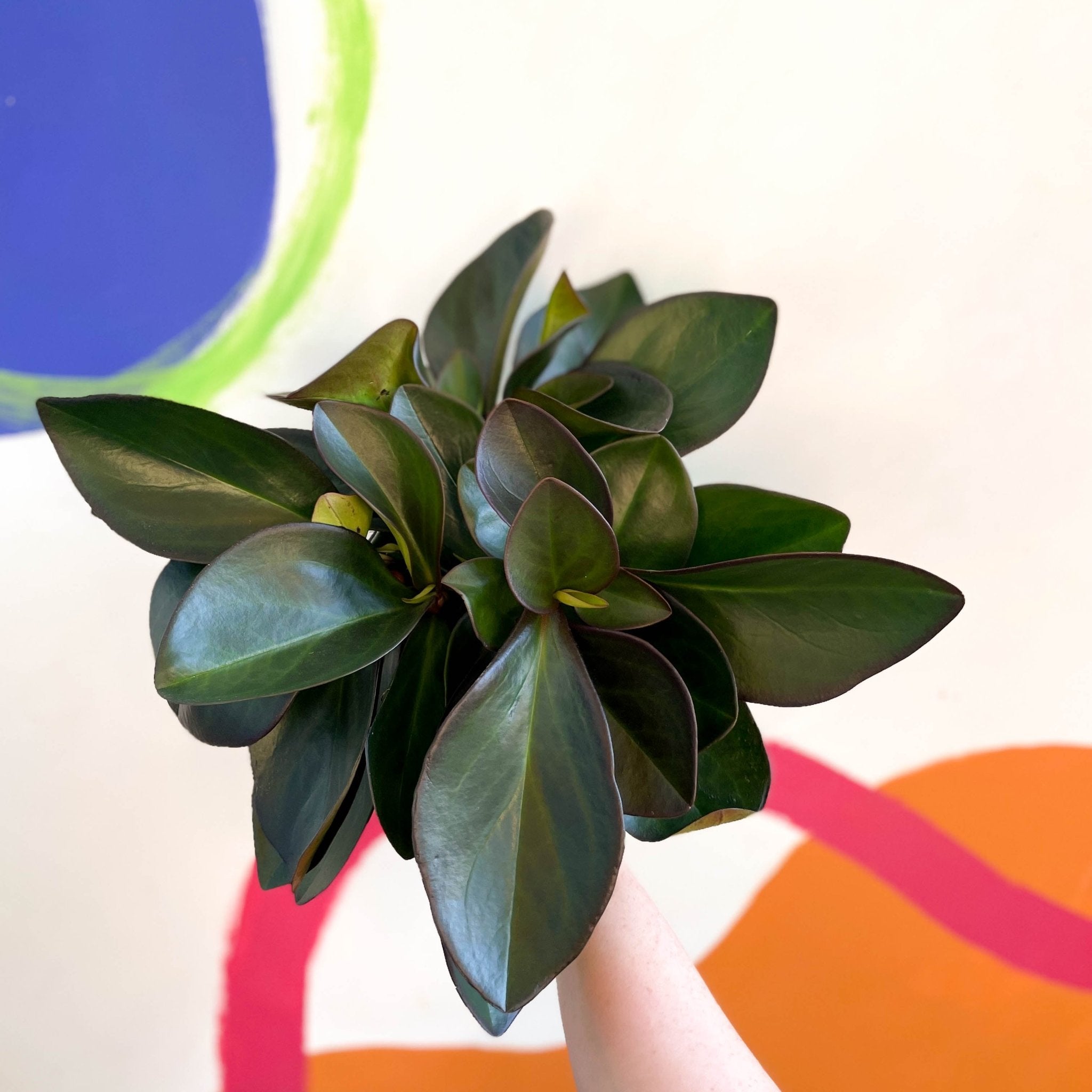 Red Radiator Plant Red Edged Radiator Plant - Peperomia clusifolia 'Red Margin' – Sprouts ...