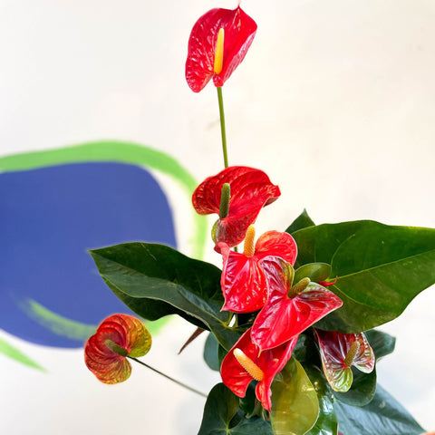 Red Flamingo Flower - Anthurium andraeanum 'Madural' - Sprouts of Bristol
