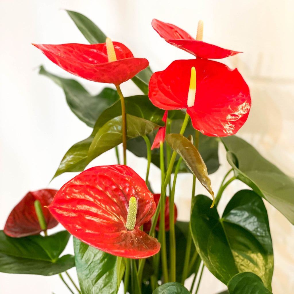 Red Flamingo Flower - Anthurium 'Red Champion' - Sprouts of Bristol