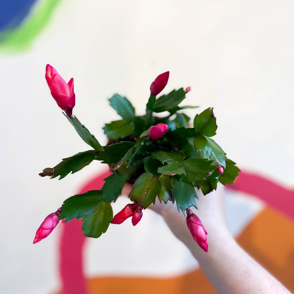 Red Holiday Cactus - Schlumbergera truncata - Sprouts of Bristol