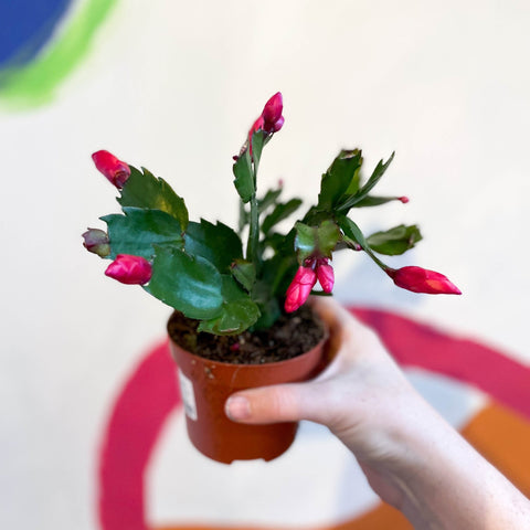 Red Holiday Cactus - Schlumbergera truncata - Sprouts of Bristol