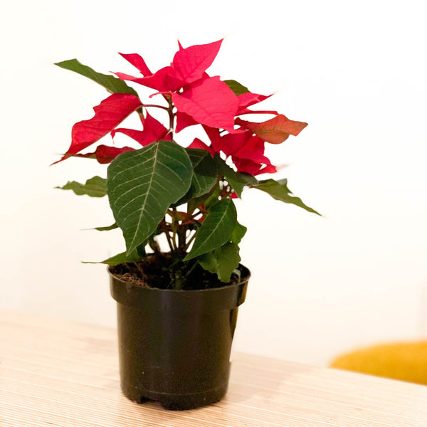 Roter Weihnachtsstern