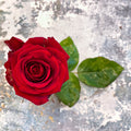Red Roses - Premium (PRE ORDER) - Sprouts of Bristol