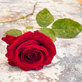 Red Roses - Premium (PRE ORDER) - Sprouts of Bristol