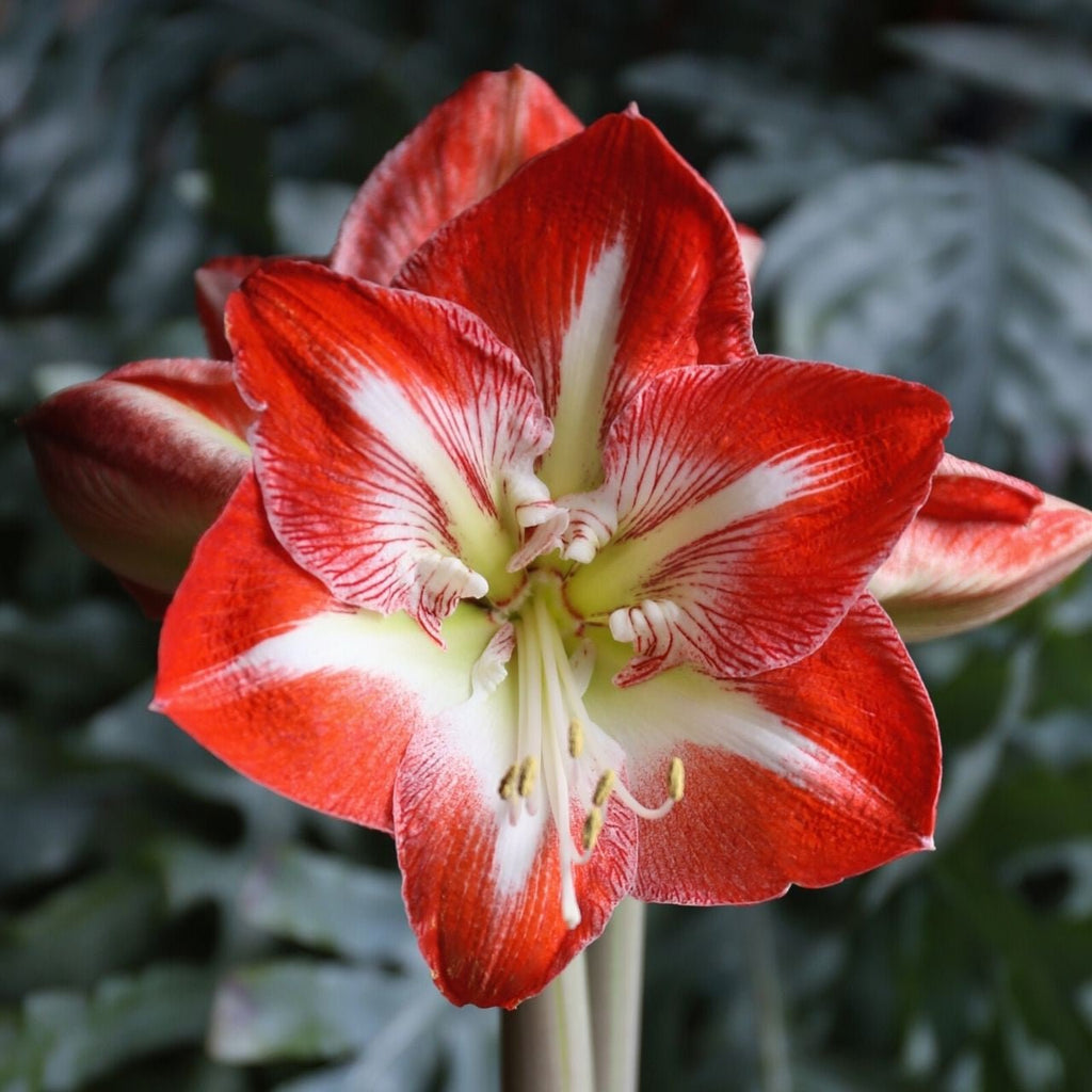 Red & White Amaryllis - Hippeastrum 'Striped' [Jumbo Bulb] - Sprouts of Bristol