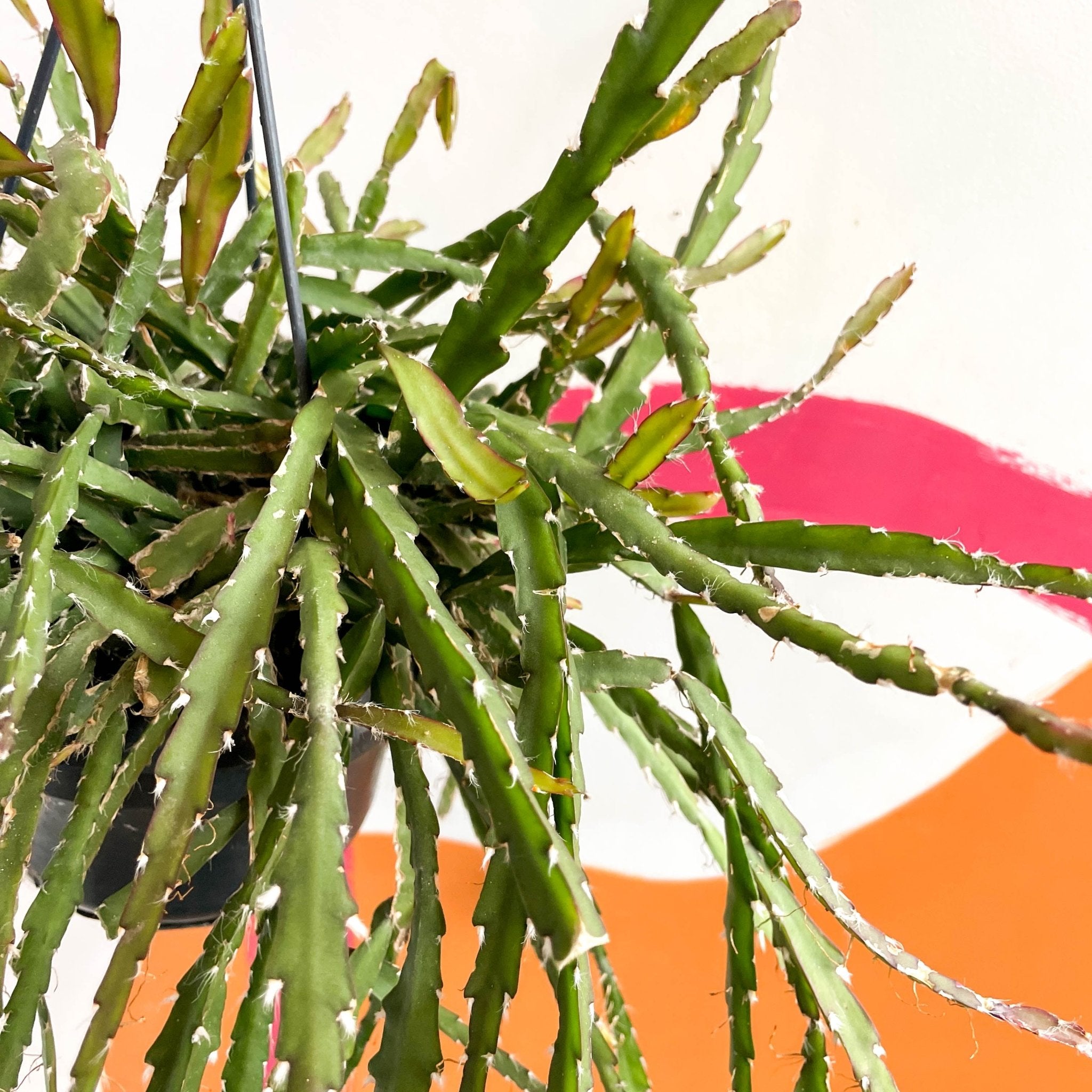 Rhipsalis cruciformis – Sprouts of Bristol