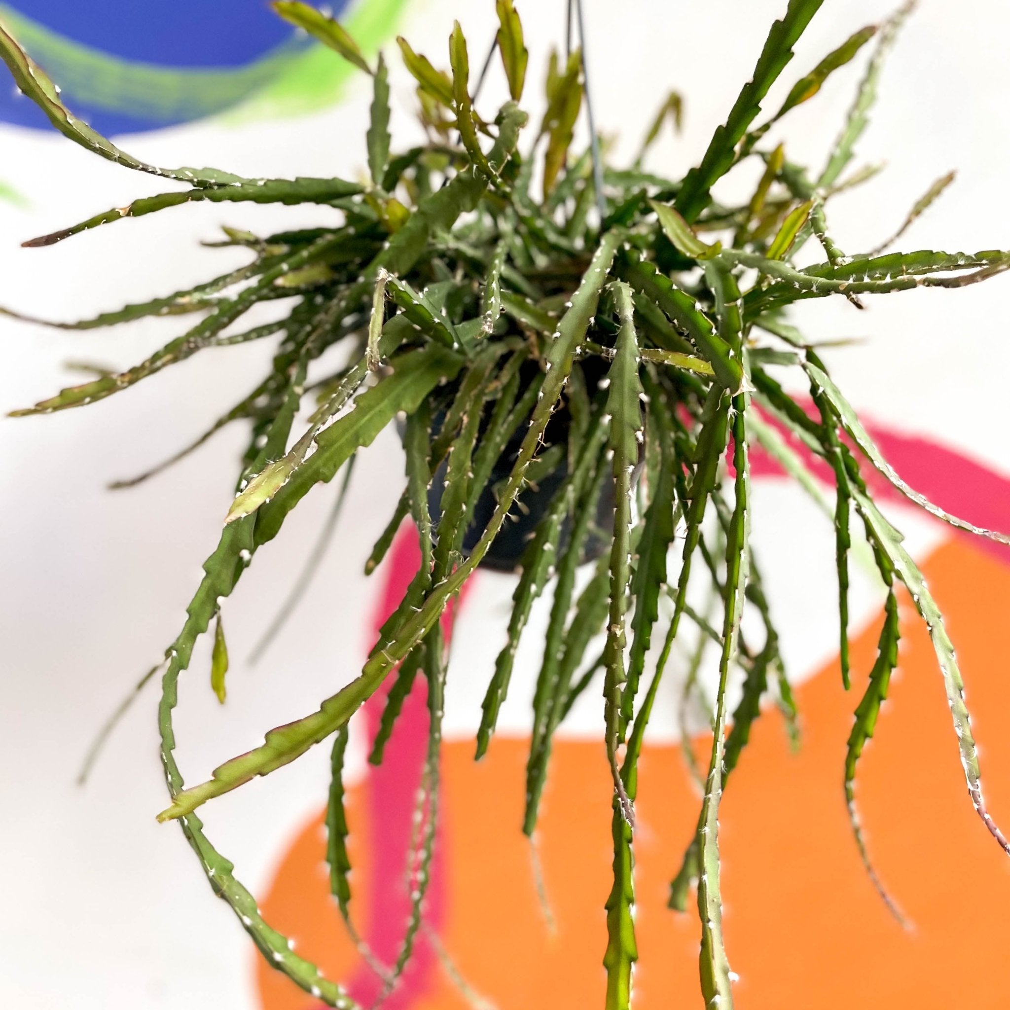 Rhipsalis cruciformis – Sprouts of Bristol