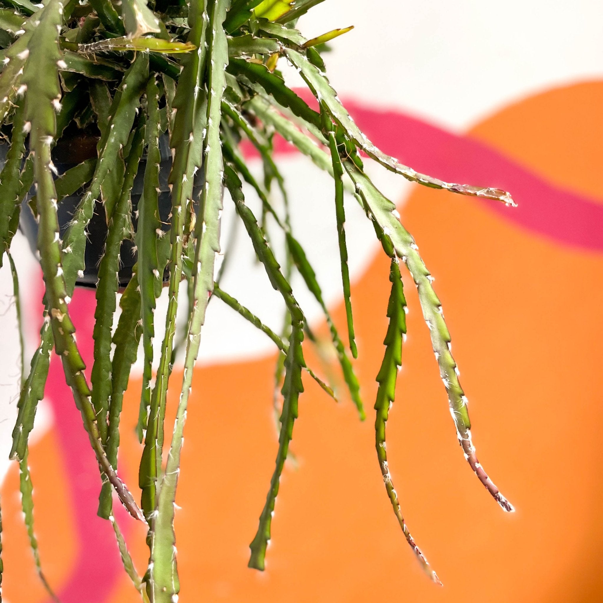 Rhipsalis cruciformis – Sprouts of Bristol