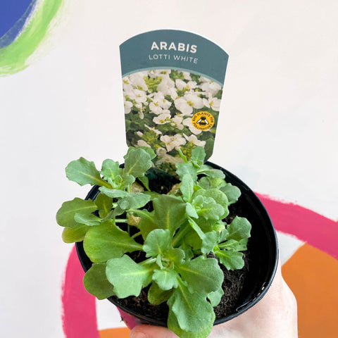 Rock Cress - Arabis alpina caucasica 'Lotti White' - British Grown Herbaceous Perennial - Sprouts of Bristol