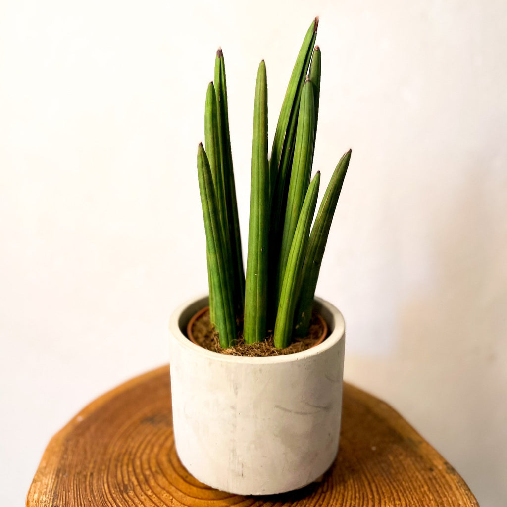 Rocket snake plant - sansevieria cylindrica - Sprouts of Bristol